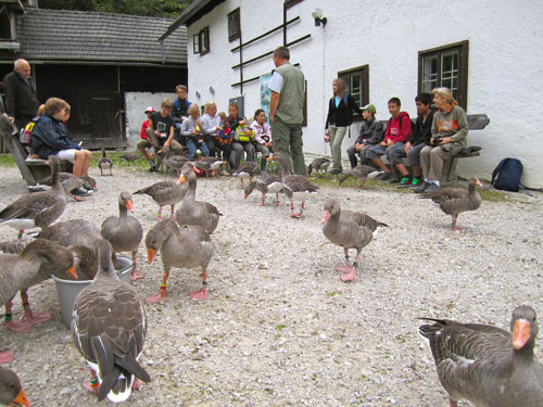 FELXX Forscher bei Gänsen von Konrad Lorenz